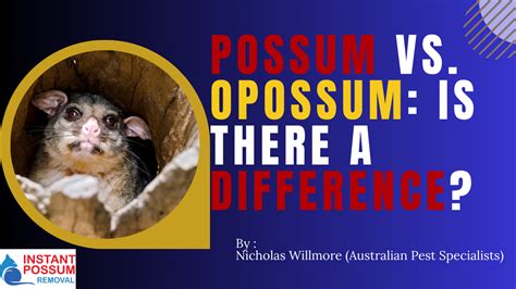 Possum Vs. Opossum: Understanding The Key Differences