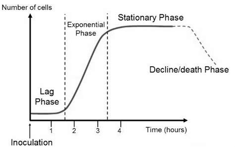 Draw The Bacterial Growth Curve