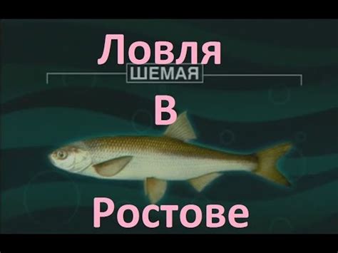 Рыба Шамайка (царская рыба): описание, как выглядит, ловля, штрафы