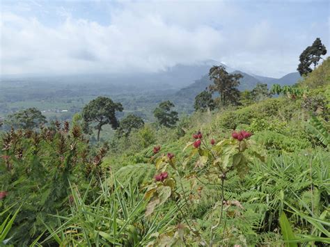 Indigenous People Driving Restoration of Ancestral Rainforest and