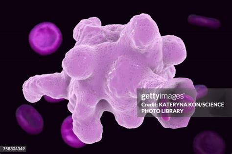 Entamoeba Photos And Premium High Res Pictures Getty Images