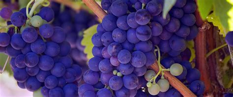 Black Grapes Top 10 Varieties And Italian Wines Gossip Wine