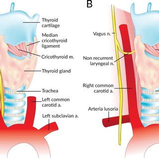 Left Recurrent Laryngeal Nerve