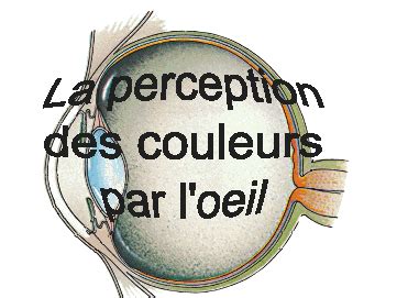 TPE La Perception Des Couleurs Par L Oeil