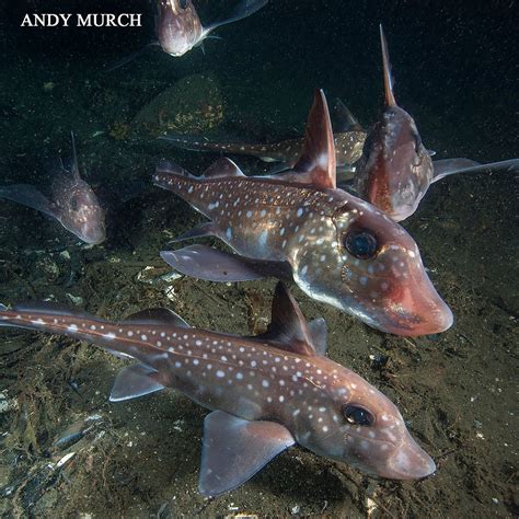 May Elasmobranch Of The Month Spotted Ratfish