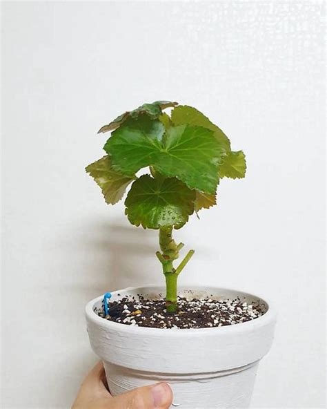 Elatior Begonia Care and Growing Guide | Balcony Garden Web