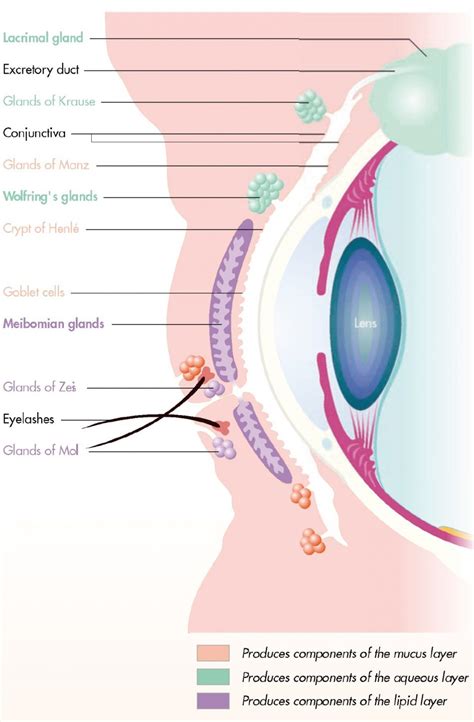 Conjunctival Glands And Structure Optography