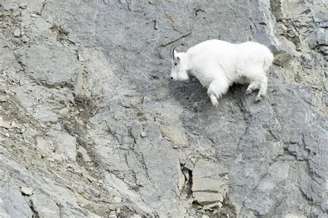 Mountain Goat Falling Off Cliff