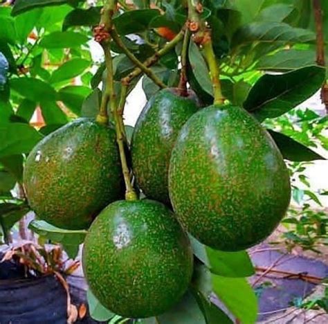 Jual Bibit Tanaman Buah Alpukat Mentega Super Fresh Cangkok