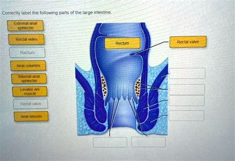 Correctly Label The Following Parts Of The Large Intestine External