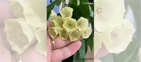 Хойя купить в Туле | Товары для дома и дачи | Авито