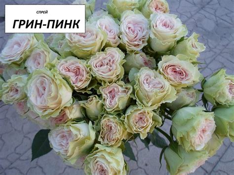 Роза сорт грин (76 фото)