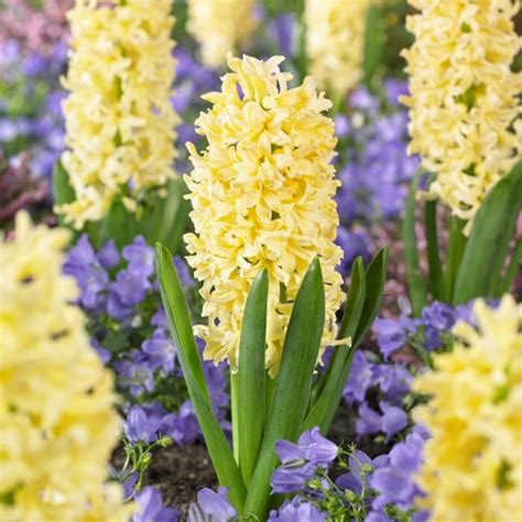 Hyacinthus Orientalis Gipsy Princess Ruigrok Flowerbulbs