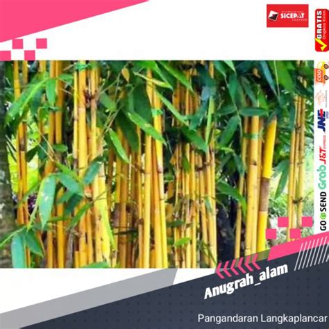 Jual PEROMO BENIH BAMBU KUNING ATOU AMPEL KUNING TERMURAH UNTUK