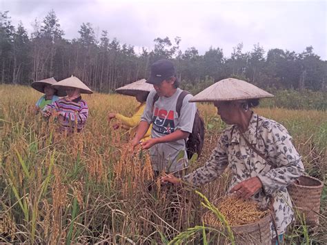 Alat Panen Padi Tradisional Dan Modern Archives Tukang Review