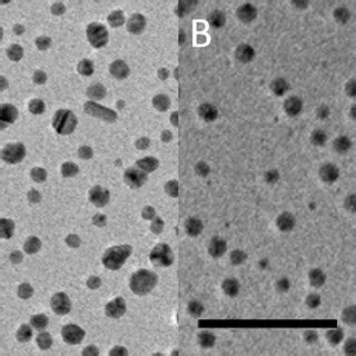 TEM Images Of AgNPs A AgNPs PVP B AgNPs Citrate Scale Bar 100