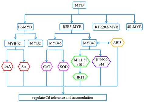 Transcriptional Regulatory Pathways Of Myb Tfs Myb Proteins Are