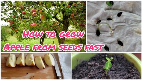 How To Grow Apple From Seeds Fast 苹果种法 ការបណ្តុះផ្លែប៉ោមដុះលឿនពិតប្រាកដ