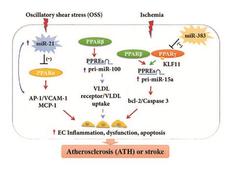 The Regulatory Function Of Micrornasperoxisome Proliferator Activated Download Scientific