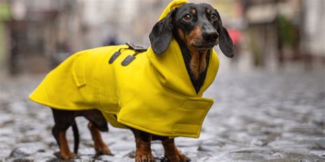 Waterproof Dog Coats: 13 Waterproof Dog Coats With Legs