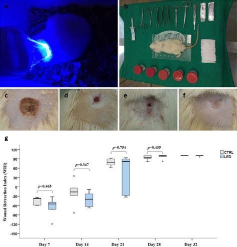 a Wistar rat at the time of irradiation with blue LED. b Wistar rat ...