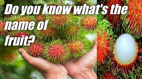 Singapore Famous Fruit Rambutan রামবুদান ফলের গাছটি দেখে নিন। Youtube