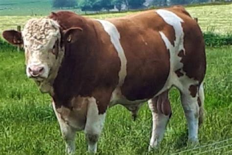 1 Simmental Breeding Bull | SellMyLivestock - The Online Livestock ...