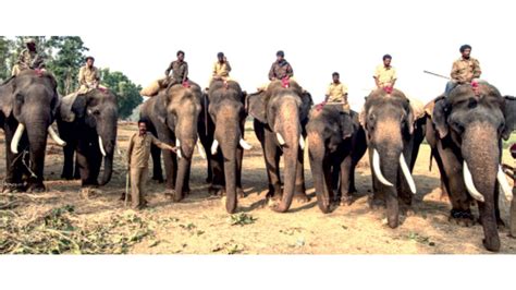 First list of nine Dasara elephants released - Star of Mysore