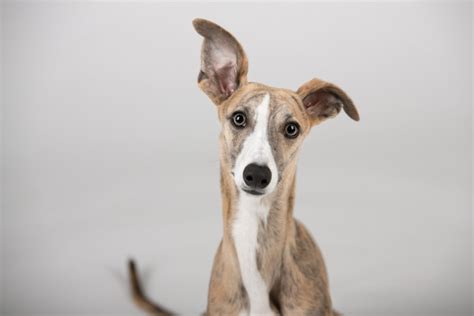 Greyhound Dog Breed Guide - Responsible Pet Breeders