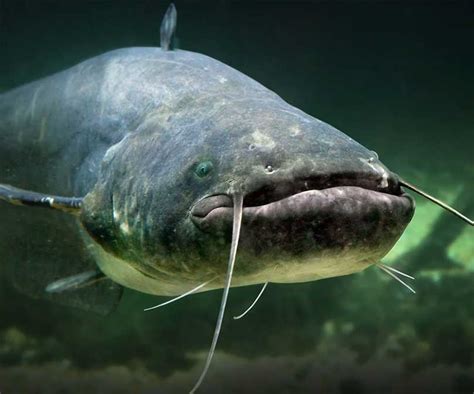 1 Best Answerdo Catfish Have Teeth