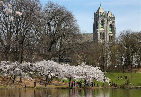 Here’s when to see cherry blossoms peak at Newark’s Branch Brook Park ...