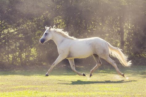 Quarter Horse Trot Photograph By Karen Broemmelsick Pixels