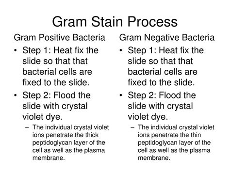 Ppt Gram Stain Powerpoint Presentation Free Download Id2461063