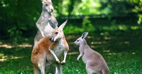 Kangaroo Behaviour - AnimalBehaviorCorner