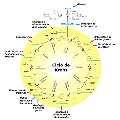 48 Esquema Del Ciclo De Krebs Mapa Tores Porn Sex Picture