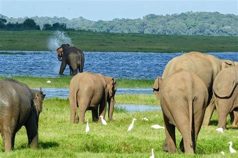 Day Tour To Minneriya National Park Sigiriya Dambulla From Kandy