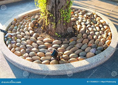 Decoraci N Roca Alrededor De Un Rbol En El Jard N En Casa Imagen De