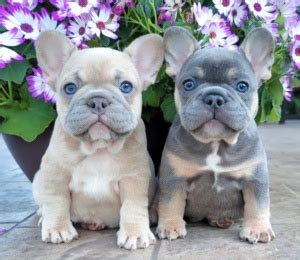 Luxurious French Bulldogs | French Bulldog Puppies