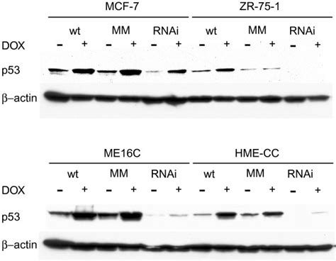 P53 Protein Expression Is Knocked Down By Rnai Expression The Download Scientific Diagram