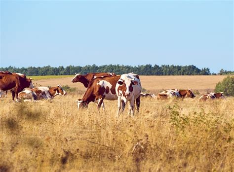 Premium Photo | Cows grazing on pasture.