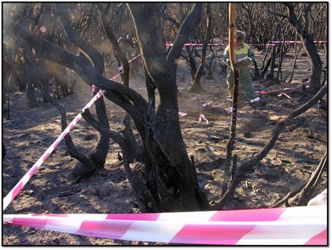 Canarias Declara Alerta Máxima Este Martes Por Riesgo De Incendios