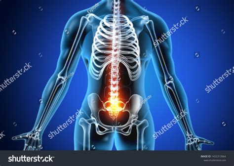 Anatomy Human Body Hip Pain 3d Stock Illustration 1452313964 | Shutterstock