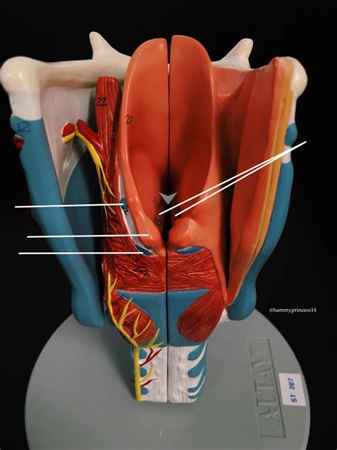 Posterior Pelvis Diagram Quizlet The Best Porn Website