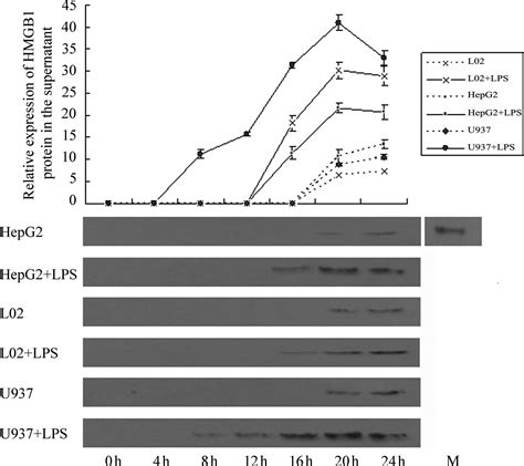 Hmgb Release By Human Liver L And Hepg Cells Induced By