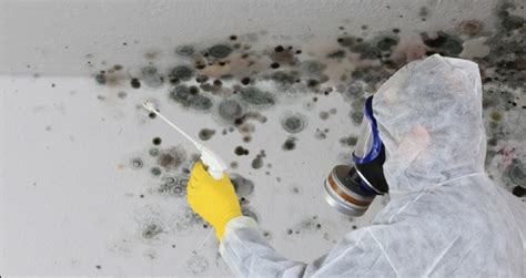 What Is Mold Remediation Moldgone Net