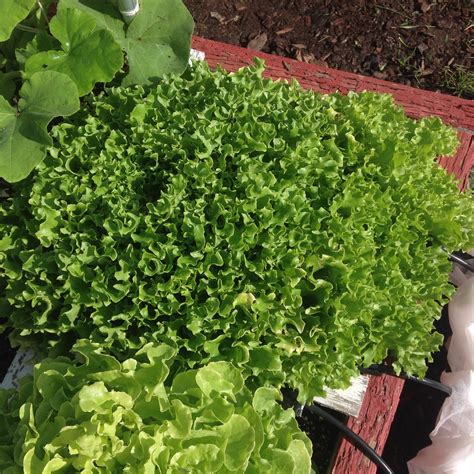 EZ cut lettuce 062715 | The Wealthy Earth