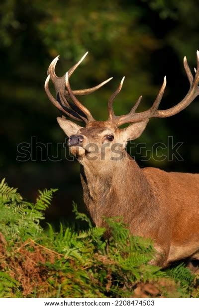 Portrait Red Deer Stag Against Dark Stock Photo 2208474503 Shutterstock