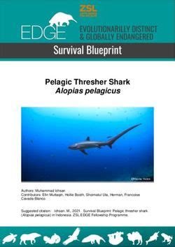 Pelagic Thresher Shark Alopias Pelagicus Edge Of Existence