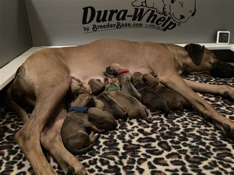 Big Mack X Kimber Litter 8 Gorgeous Pups