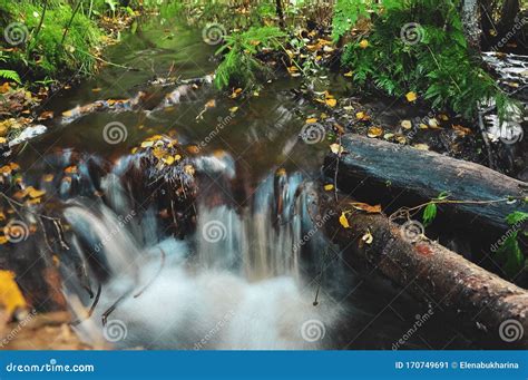 Smooth Stream Flowing Creek In The Autumn Forest Stock Image Image Of